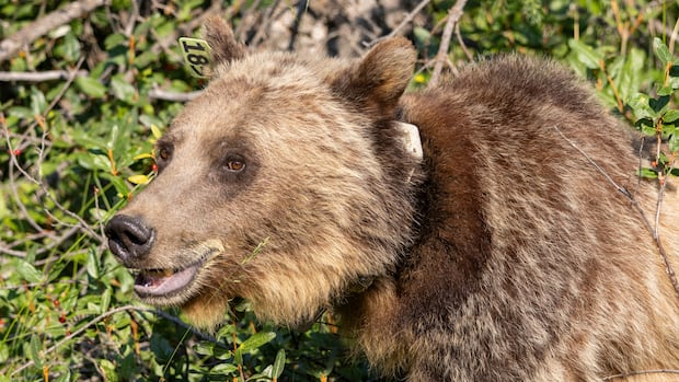 Alberta government supports grizzly bear monitoring research but stops short of population count