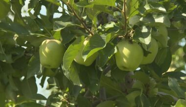 'Things are sizing up': N.S. apple crop bouncing back a year after destructive drought