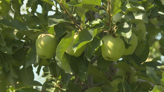 'Things are sizing up': N.S. apple crop bouncing back a year after destructive drought