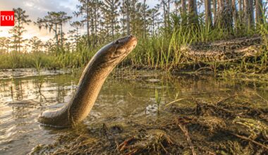 Florida’s Everglades face new threat as an invasive Asian swamp eel wipes out local crayfish and frogs and could be more destructive than the Burmese python |