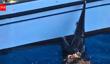 In 2024, fishers accidentally caught a 2.5-metre goblin shark alive off the Canary Islands, marking the first recorded live sighting of the species there |