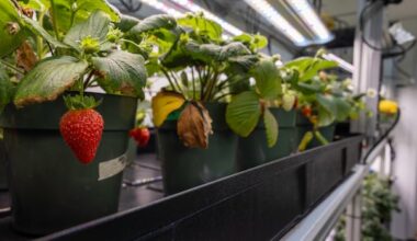 Nunavut might get moon-inspired greenhouses thanks to Canadian Space Agency