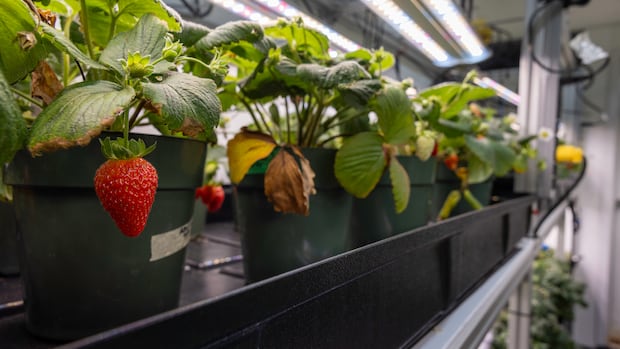Nunavut might get moon-inspired greenhouses thanks to Canadian Space Agency