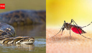 In 2017, Florida scientists tested mosquitoes around Burmese pythons; three mosquito species contained python DNA in their blood meals, suggesting insects could help locate hidden giant snakes