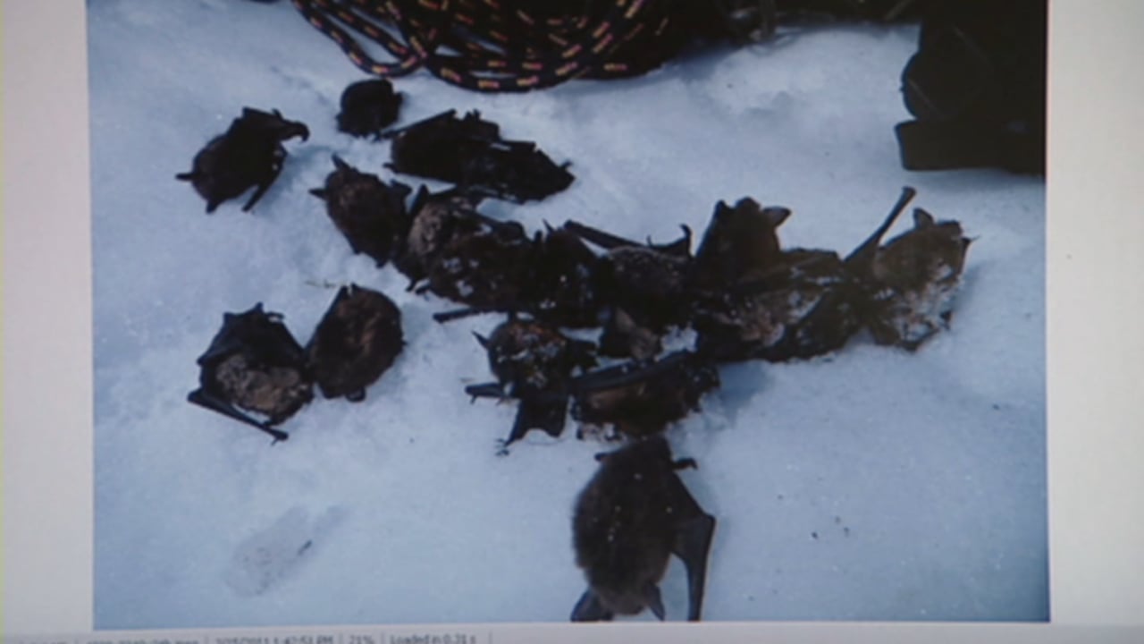 Several dead bats laying in the snow.