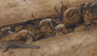N.B.'s devastated bat world offers cause for a bit of optimism