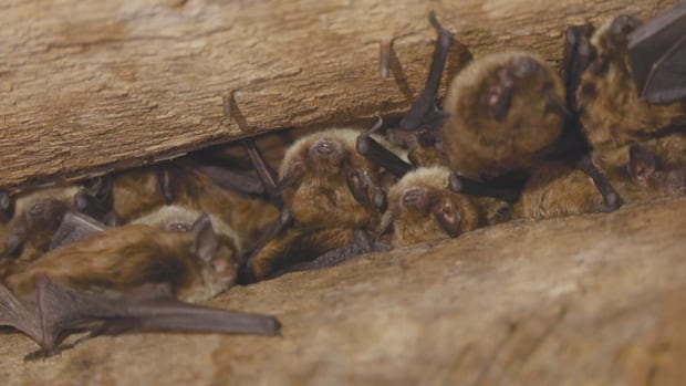N.B.'s devastated bat world offers cause for a bit of optimism