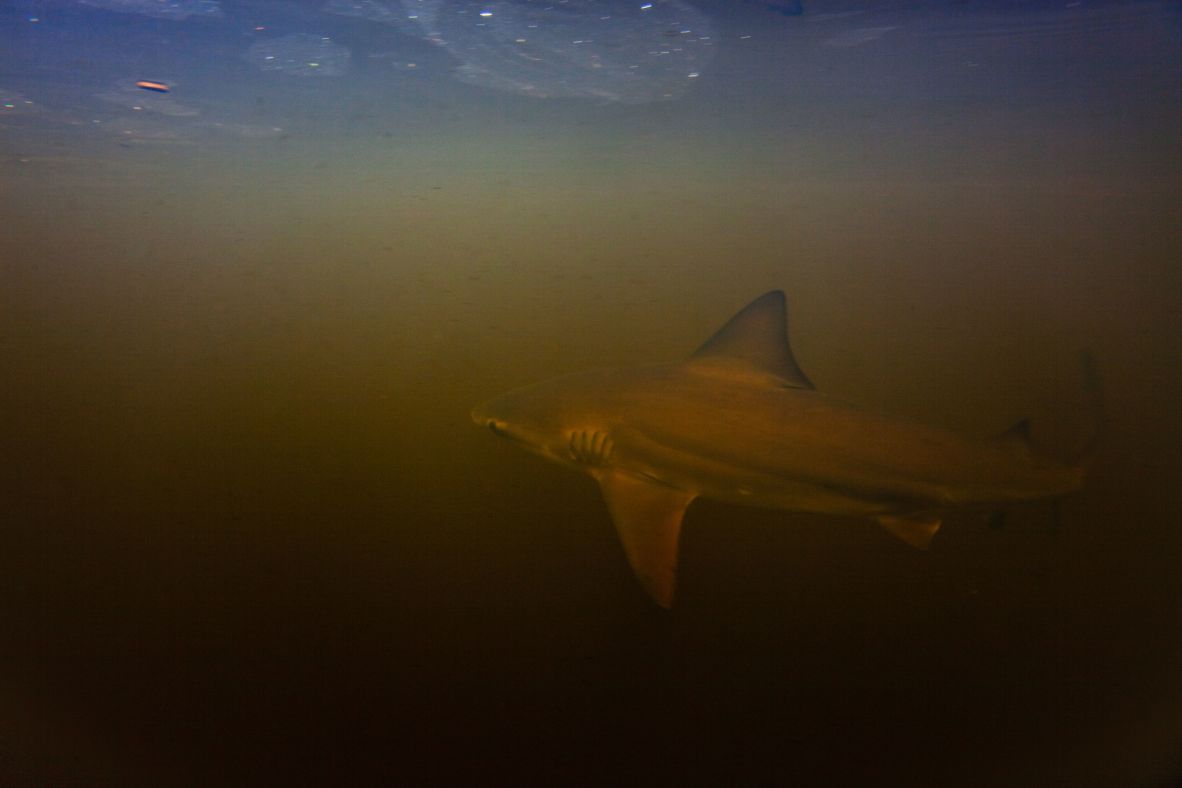 A <strong>bull shark</strong> photographed in the clouded Rio Sirena, Brazil. The bull shark can grow up to <a href=