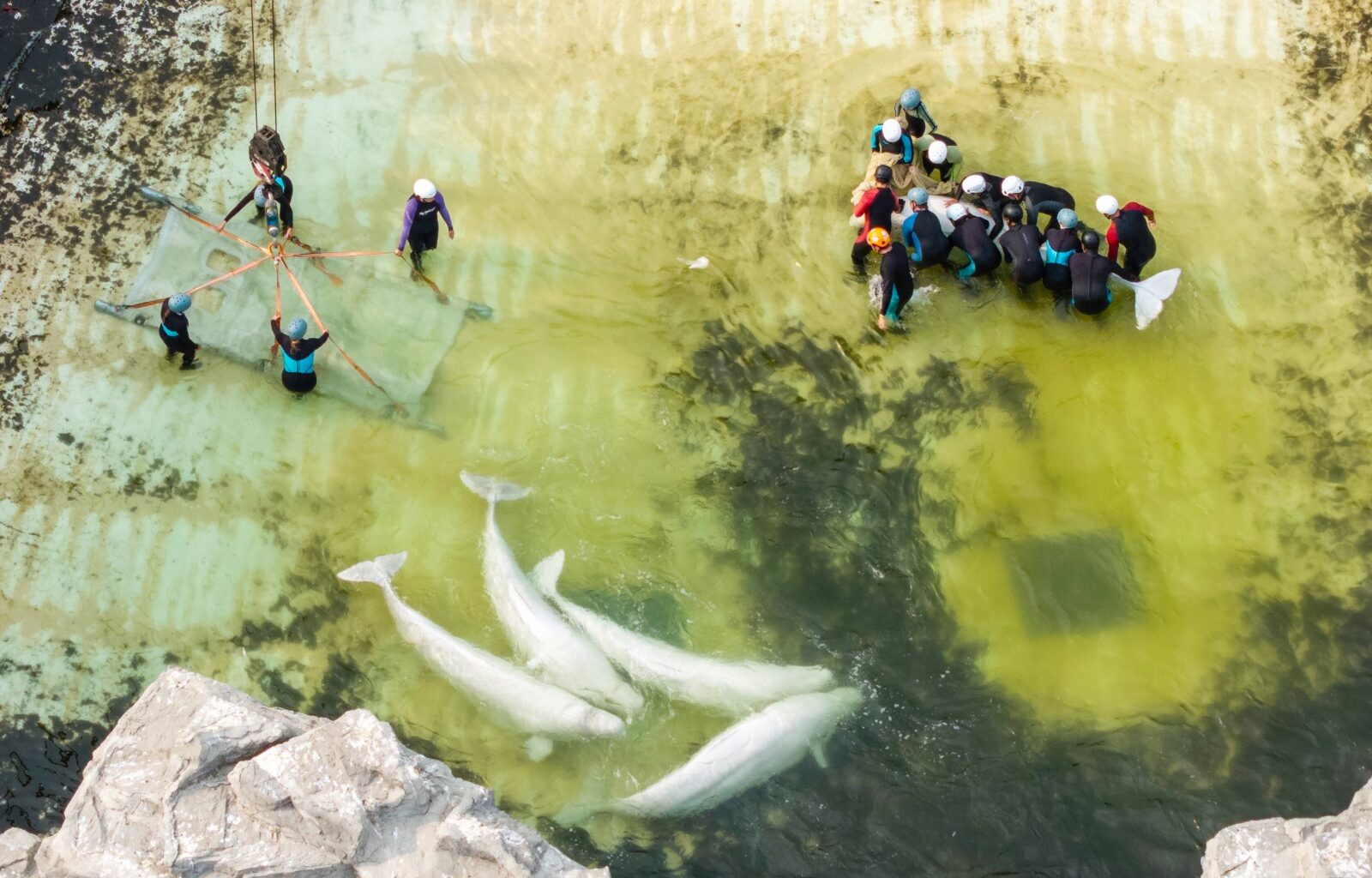Canada’s last captive dolphins leave Marineland as one of its belugas dies in Chicago – Winnipeg Free Press