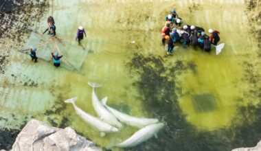 Canada’s last captive dolphins leave Marineland as one of its belugas dies in Chicago – Winnipeg Free Press