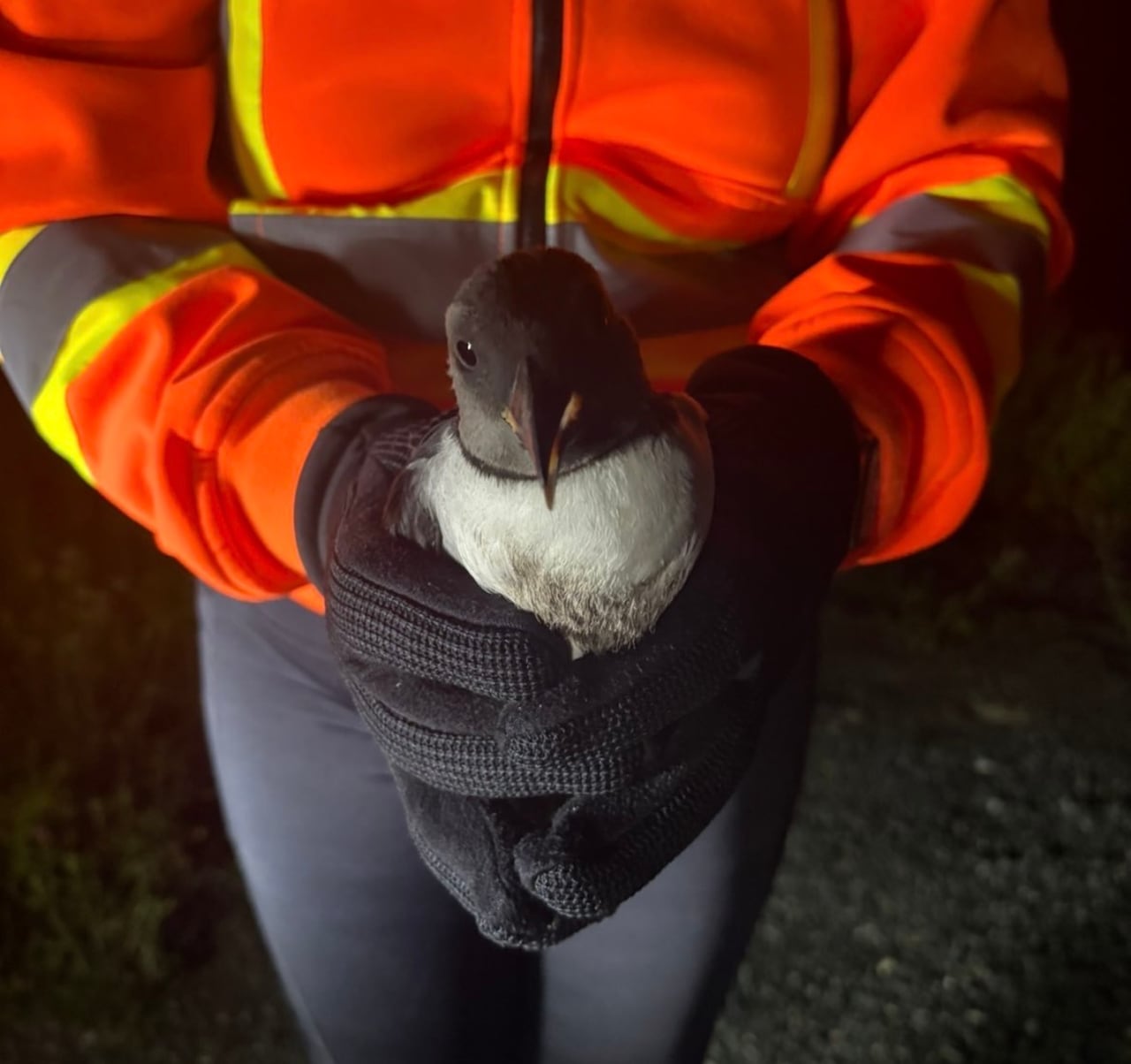 A woman wearing a yellow and orange safety vest holds a puffin in her hands.
