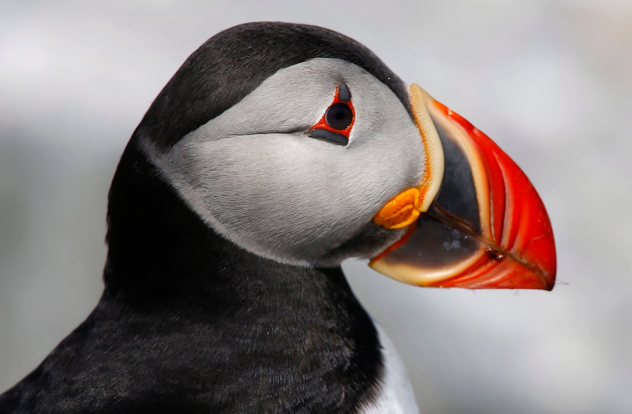 A close up of a black and white bird with a bright orange beak and eye.