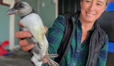 Come to Newfoundland, save a puffin — and leave thinking about light pollution