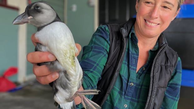 Come to Newfoundland, save a puffin — and leave thinking about light pollution