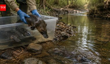 A severe drought forced Australian scientists to rescue platypuses and keep them in captivity for five months; after being returned to the wild, they rebuilt their home ranges and resumed normal movements within days