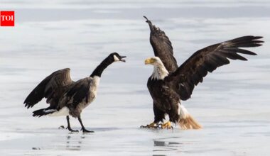American eagle vs Canadian goose: How a Goan photographer's US retreat was edited out