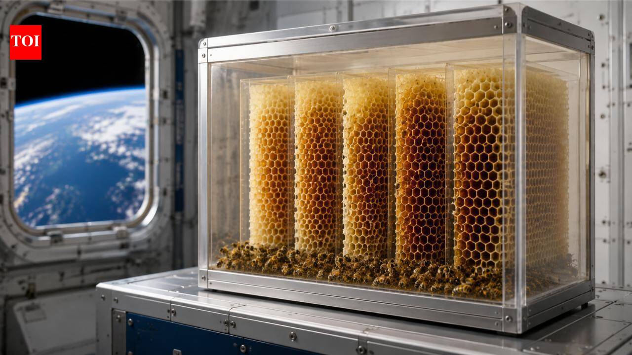 In 1984, NASA sent 3,301 bees into Space to test how they built honeycomb without gravity; from hitting on walls to building 200cm honeycomb; highlights of 7-day mission