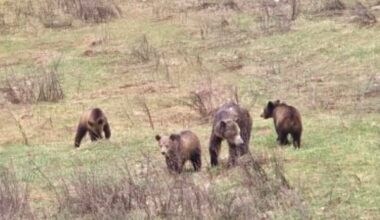 3rd grizzly in family of 4 killed in B.C.'s West Kootenay