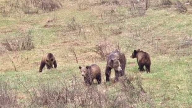 3rd grizzly in family of 4 killed in B.C.'s West Kootenay
