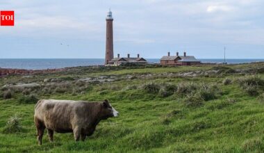 In 1999, a caretaker moved to an Australian island holding one of the world’s largest little penguin colonies; he stayed 25 years protecting its wildlife and lighthouse﻿ | World News