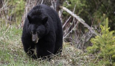 Black Bear Sightings Near Beothuk Interpretation Centre
