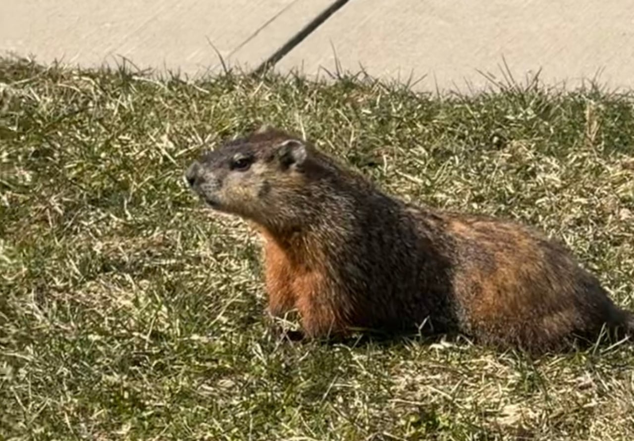 Groundhog on the grass