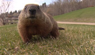 It's Groundhog Day at London hospitals as rodents burrow, chew wires underground