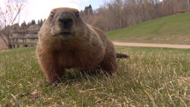 It's Groundhog Day at London hospitals as rodents burrow, chew wires underground