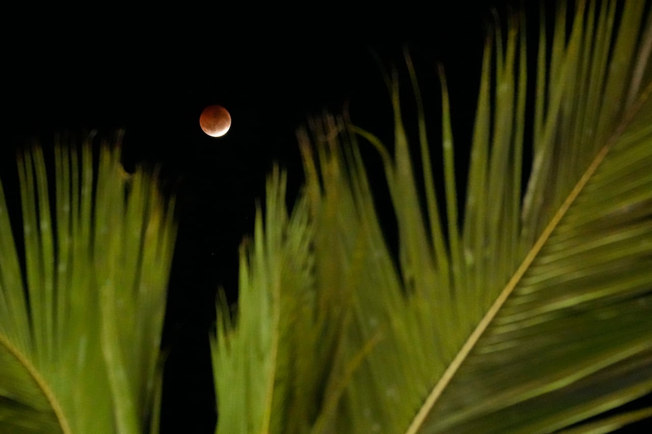 A reddish full moon during a phase of a lunar eclipse, with coconut palm leaves in the foreground.
