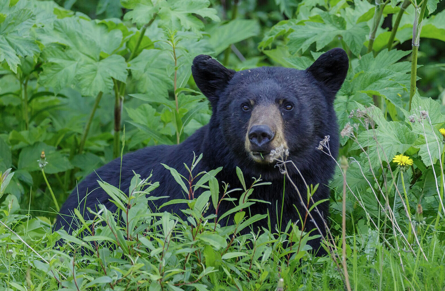 Vernon RCMP advise caution after reports of a bear in the Pleasant Valley neighbourhood