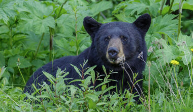 Vernon RCMP advise caution after reports of a bear in the Pleasant Valley neighbourhood