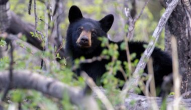 Black bear killed after getting into garbage near Calgary