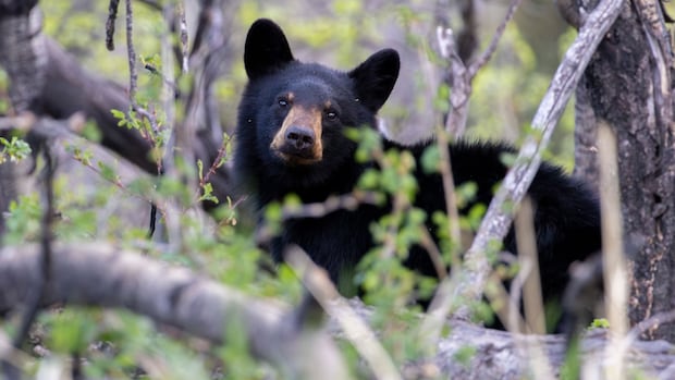 Black bear killed after getting into garbage near Calgary