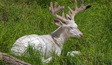 Viral nature video captures stunning albino deer in Wisconsin Northwoods, and it lives up to the hype