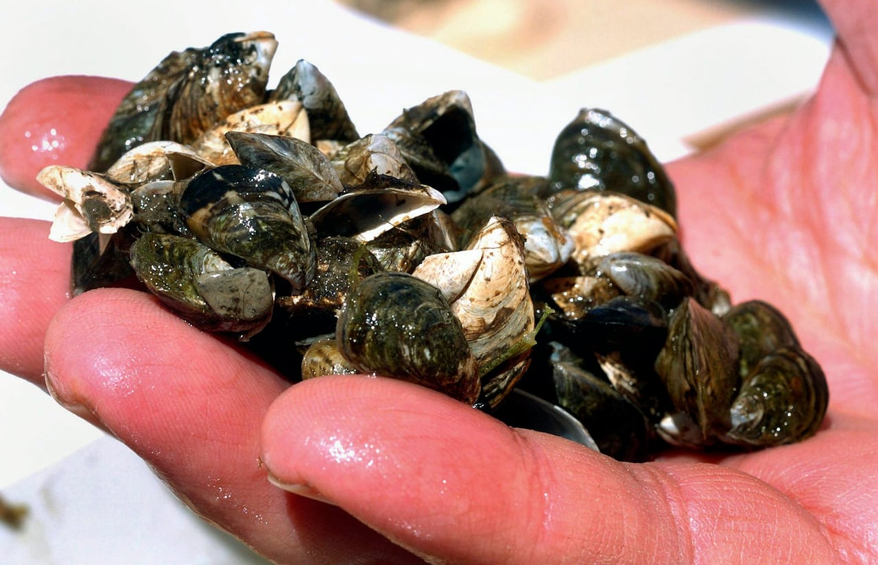 A close-up view of a clump of black and white shells that are sitting in a man's hand.