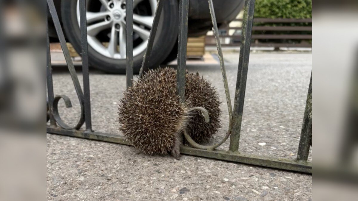 Vets' Jaws Drop When A Hedgehog Arrives Attached To A Garden Gate