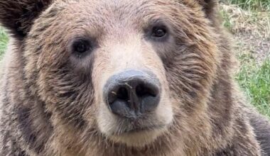 Grizzly bears will return to Calgary Zoo exhibit after cub escapes enclosure