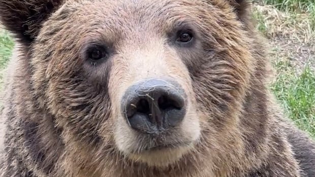 Grizzly bears will return to Calgary Zoo exhibit after cub escapes enclosure