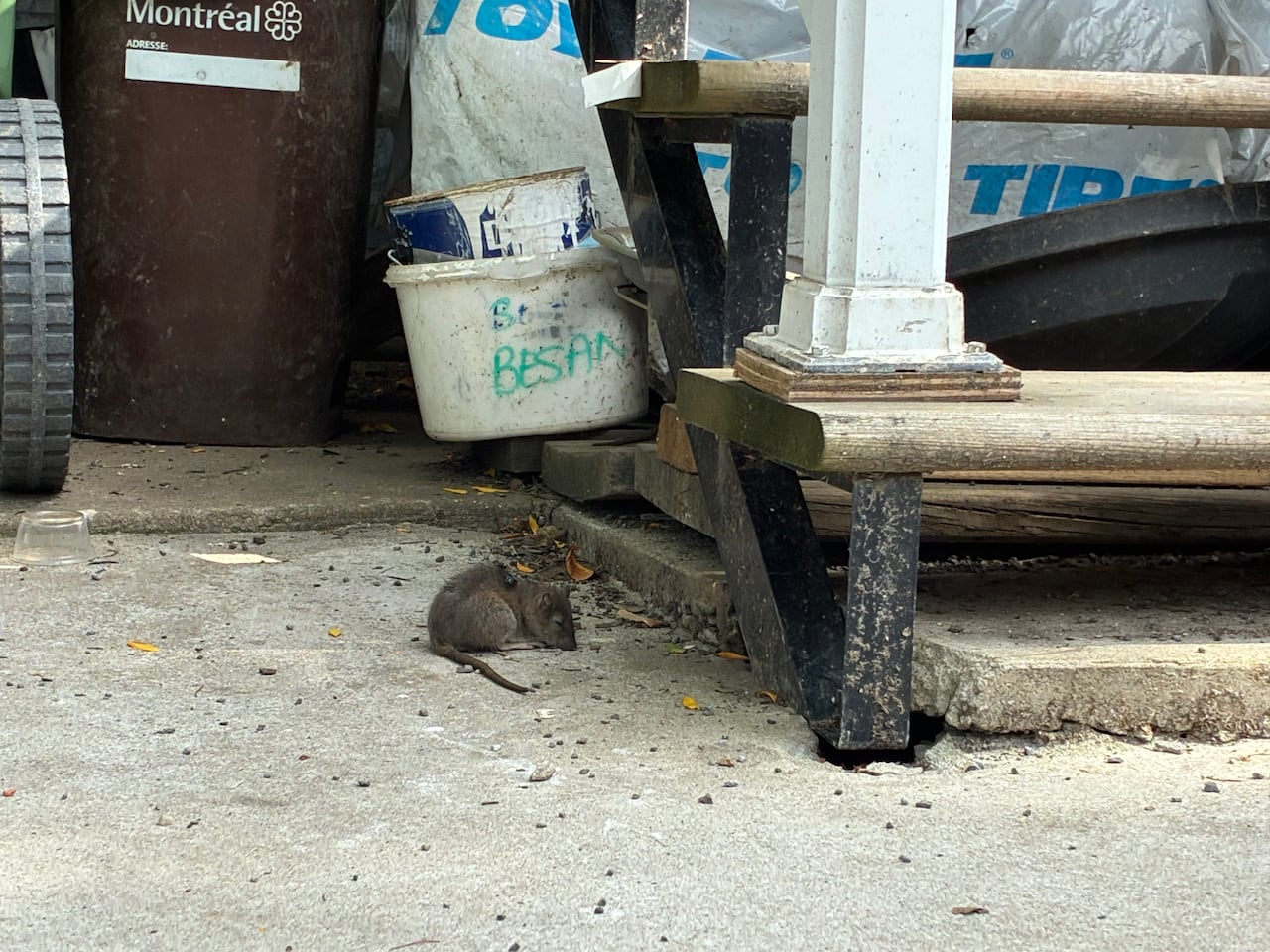 During a visit by CBC, several dead rats were seen on the rout Perez takes his daughter to daycare.