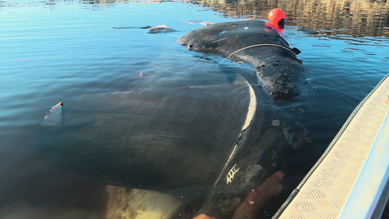 A whale with a rope around it.