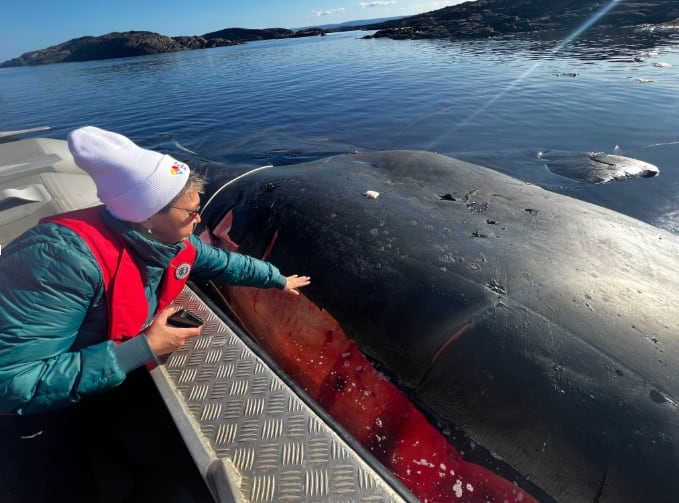 Woman touches whale from side of boat.