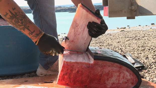 IN PHOTOS: Iqaluit, Sanirajak expeditions net bowhead whales