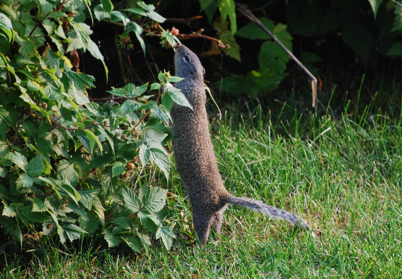 A squirrel eating raspberries.