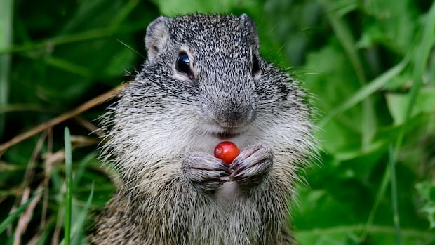 Have you seen this squirrel? These Alberta researchers want to know