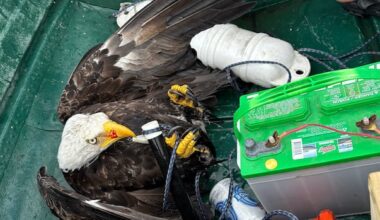 Nova Scotia father and son haul hooked bald eagle out of lake, safely free it on shore