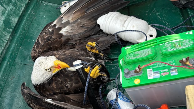 Nova Scotia father and son haul hooked bald eagle out of lake, safely free it on shore