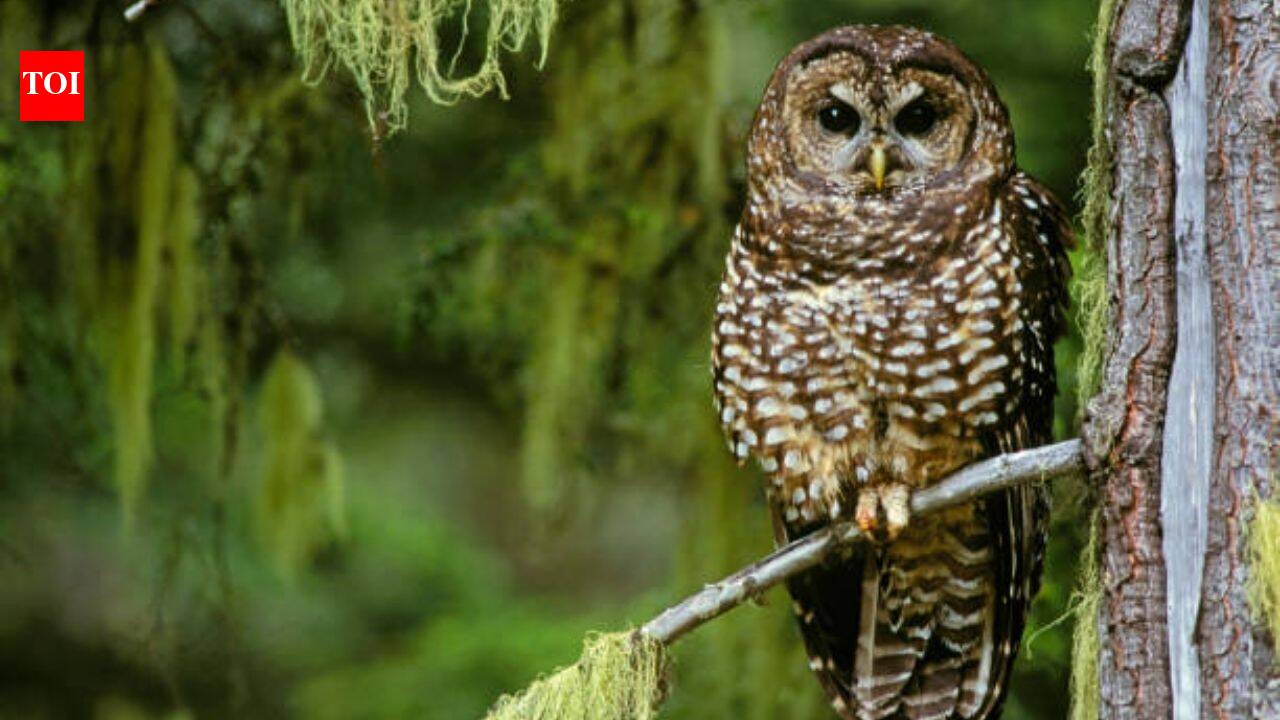 In 1990, the northern spotted owl became a symbol of America’s logging wars; 36 years later, scientists say it is already functionally extinct across large swaths of its range