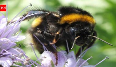Scientists found common eastern bumblebee queens can survive underwater for up to 1 week; the 2024 University of Guelph study began after flooded fridge tubes |