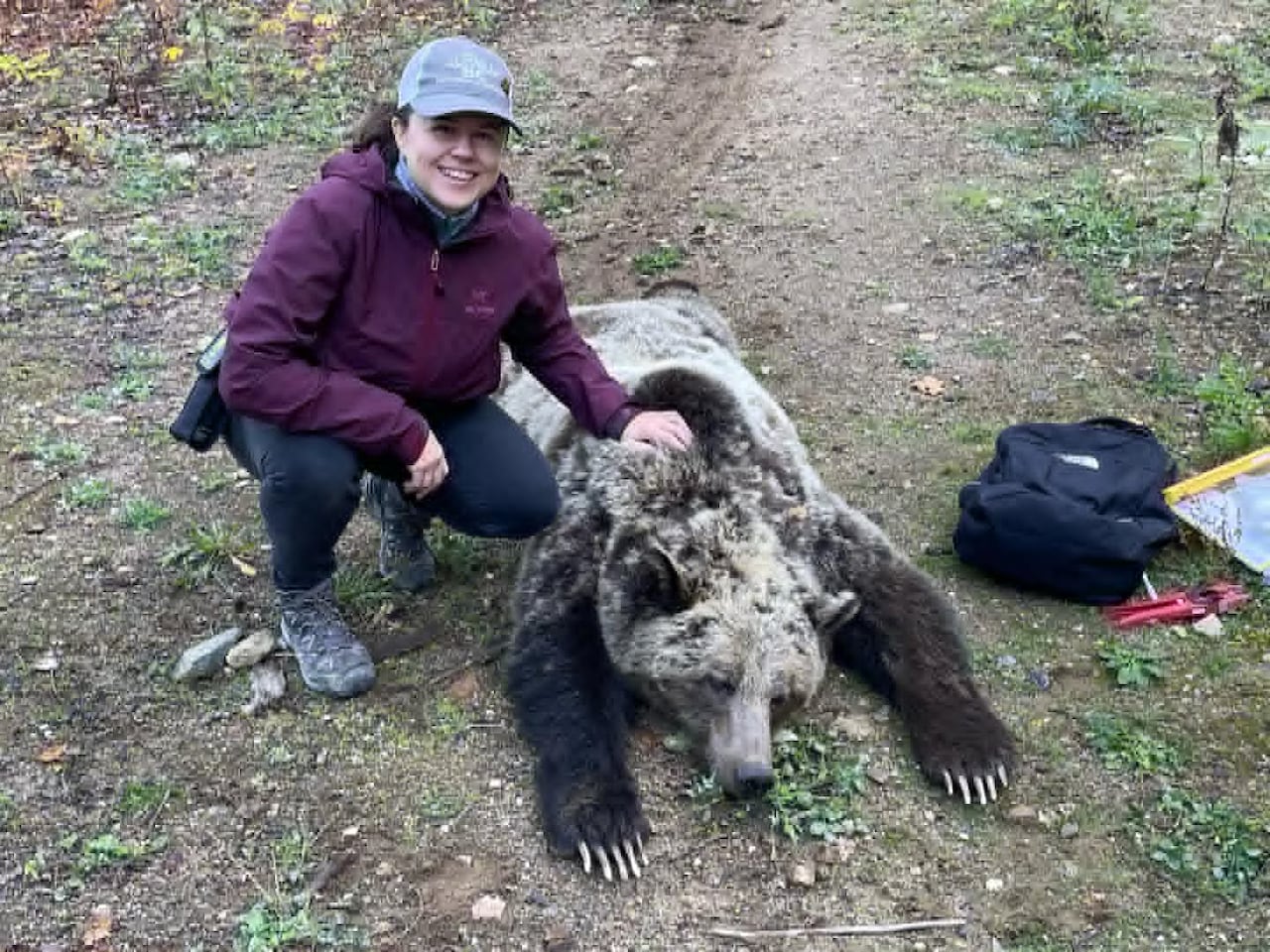 A woman in a purple jacket next to a bear laying prone on the ground.