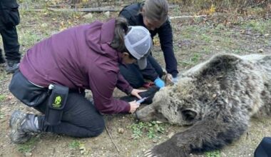 Change needed after 'multiple failures' led to grizzly deaths, Wildsafe B.C. co-ordinator says